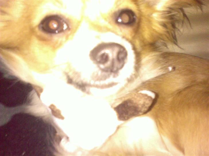 Chihuahua ¨˜”°º•Bailey•º°”˜¨ - Close up ;p billede 10