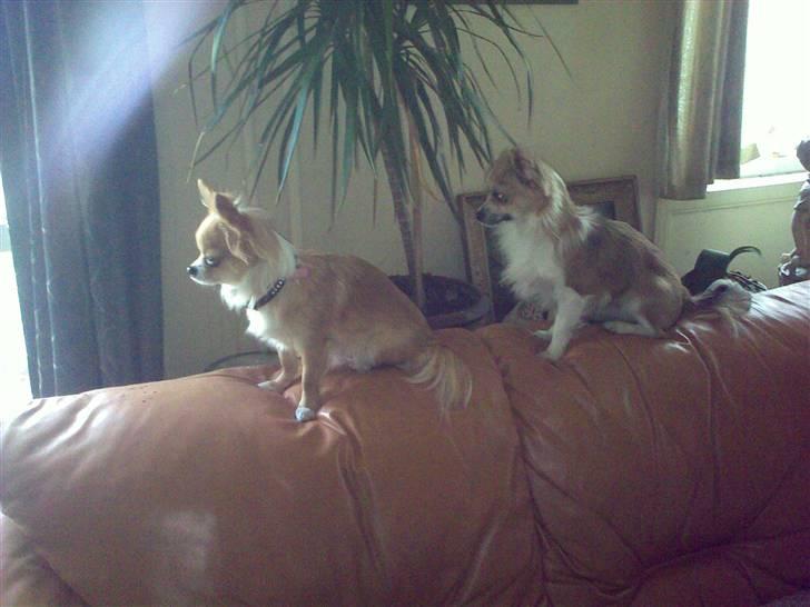 Chihuahua ¨˜”°º•Bailey•º°”˜¨ - Bailey kunne ikke få øjne fra Chiquita :D billede 11