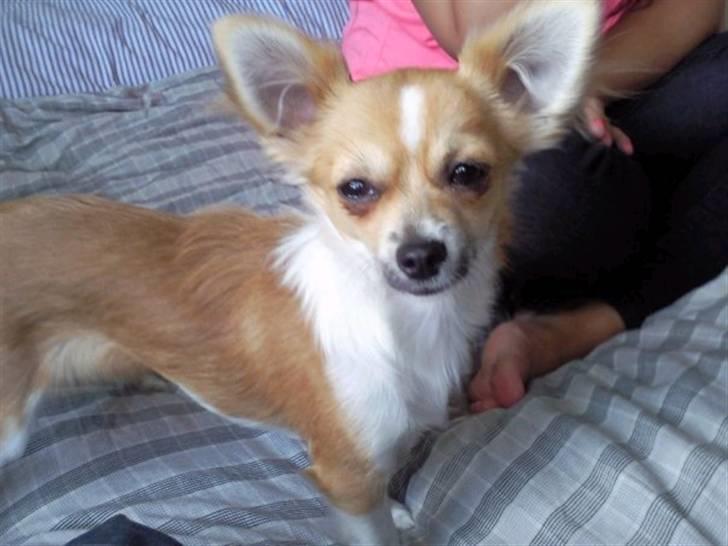 Chihuahua ¨˜”°º•Bailey•º°”˜¨ billede 12