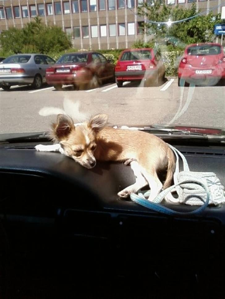 Chihuahua ¨˜”°º•Bailey•º°”˜¨ - Bailey synes lige det kunne være dejligt af ligge i forruden på bilen :) hehe tossede hund .. billede 13
