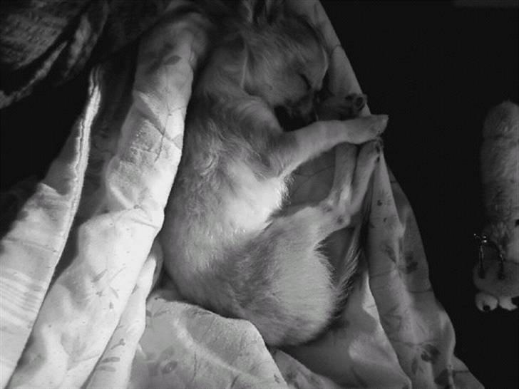 Chihuahua ¨˜”°º•Bailey•º°”˜¨ - Mmmmh putter .. billede 15