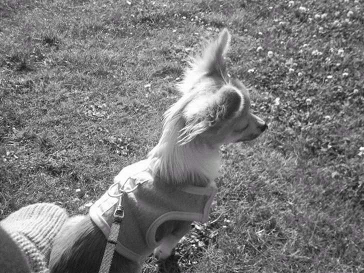 Chihuahua ¨˜”°º•Bailey•º°”˜¨ billede 16