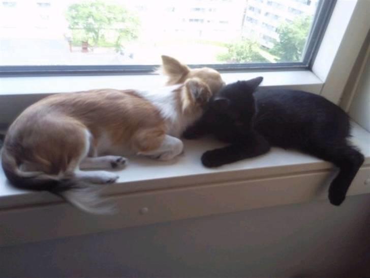 Chihuahua ¨˜”°º•Bailey•º°”˜¨ billede 17