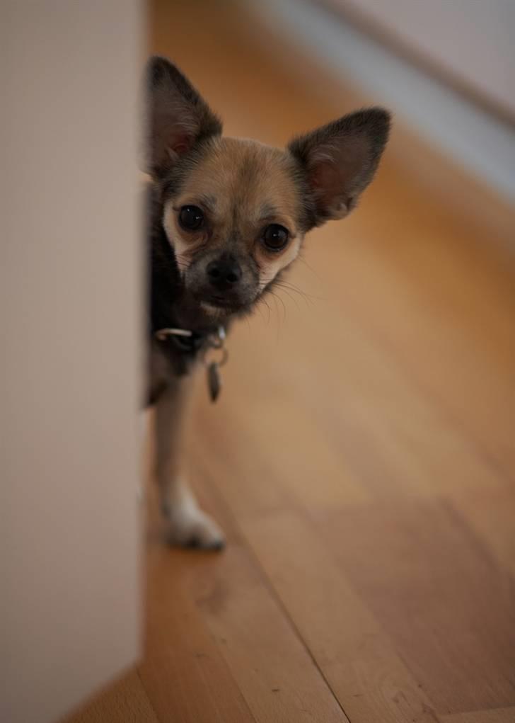 Blanding af racer My - My gemmer sig for min bror´s kamara.. :P Meeeeeget modig lille hund! billede 1