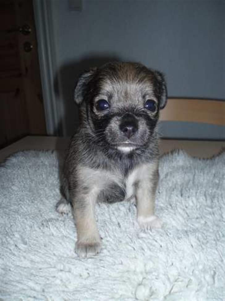 Blanding af racer My - My som lille bitte vaps.. <3 billede 2