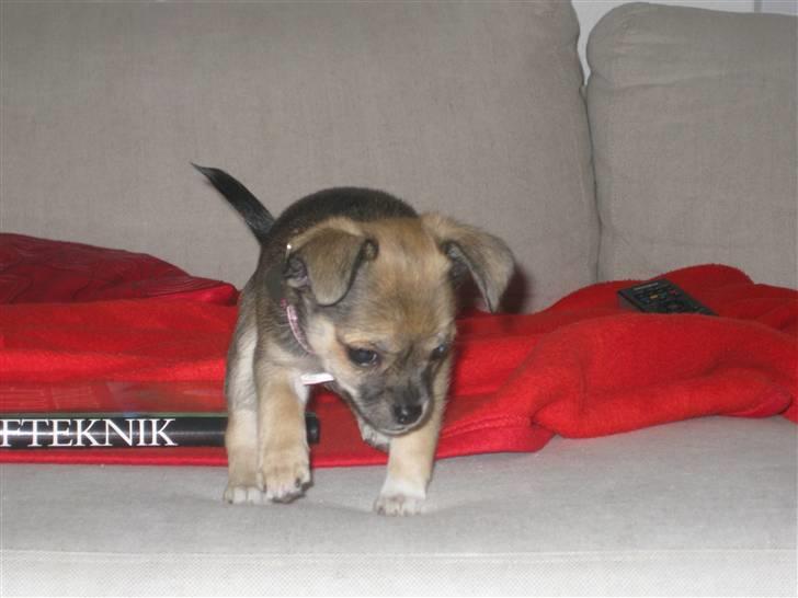 Blanding af racer My - My har fået øje på Muggi nede på gulvet, og gør klar til luftangreb. billede 3