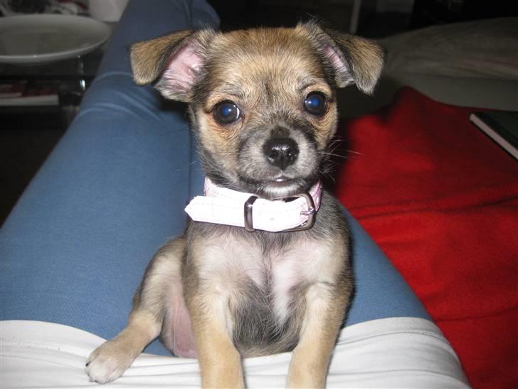 Blanding af racer My - En smule trodsig?? billede 4