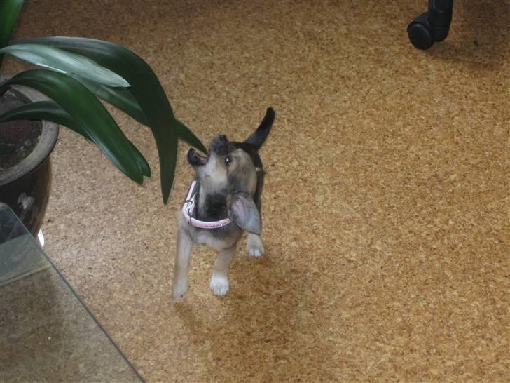 Blanding af racer My - *Grrr* "Skal du være fræk?! Det vil du komme til at fortryde!!" billede 6