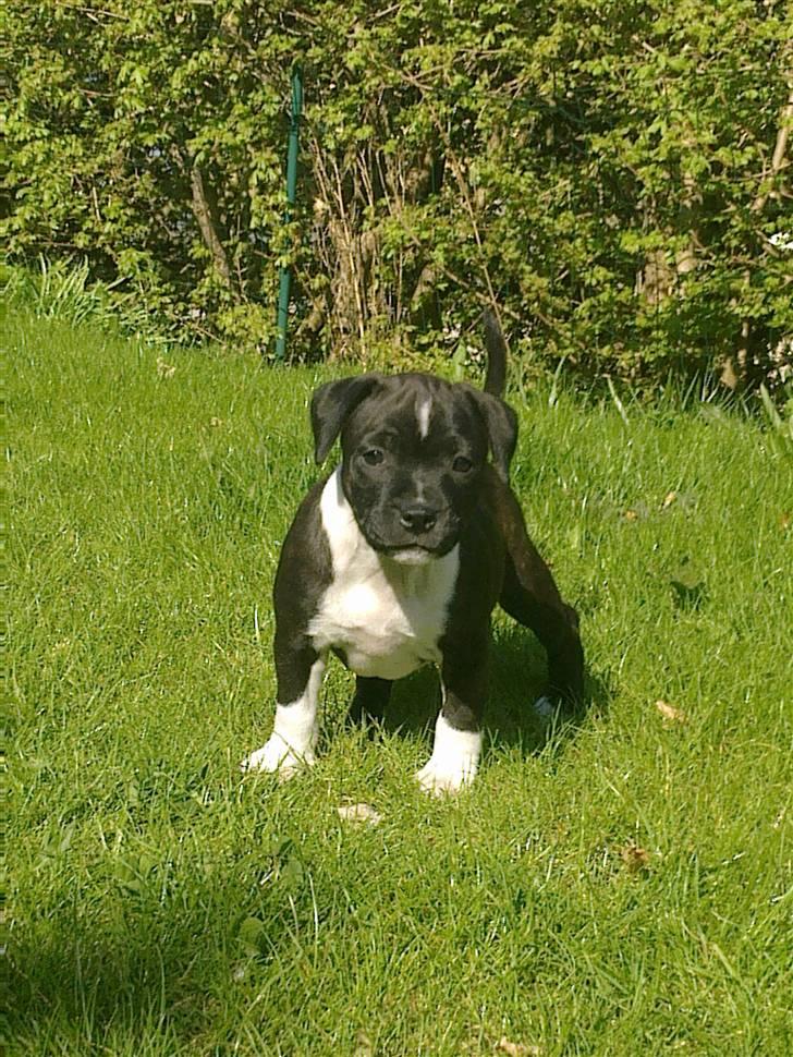 Staffordshire bull terrier Tøsen  - 8 uger og 6 dage første gang i haven. billede 1