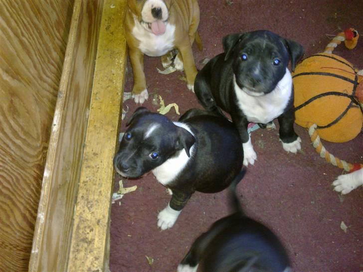 Staffordshire bull terrier Tøsen  - Tøsen med søskende billede 2