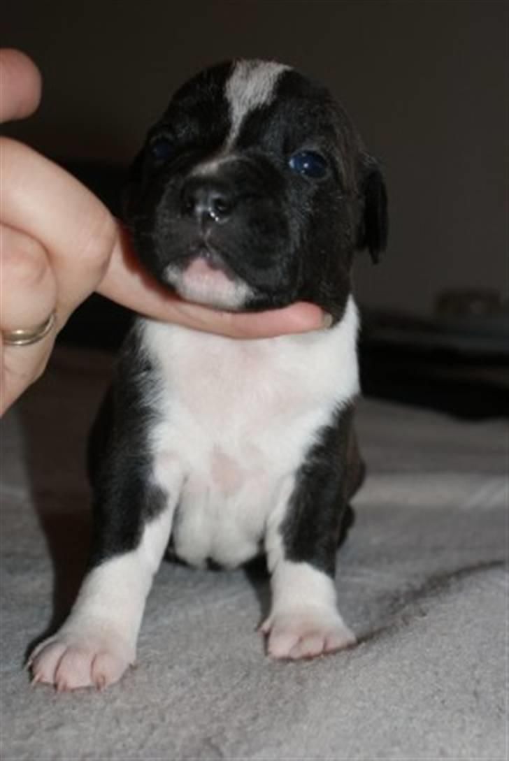 Staffordshire bull terrier Tøsen  - 2 uger billede 3