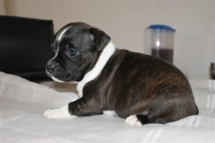 Staffordshire bull terrier Tøsen  - 4 uger billede 4