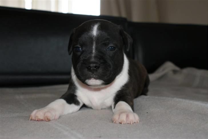 Staffordshire bull terrier Tøsen  - 4 uger billede 5