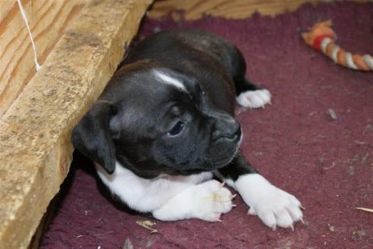 Staffordshire bull terrier Tøsen  - 6 uger billede 6