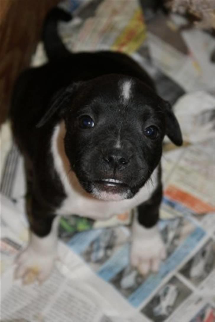 Staffordshire bull terrier Tøsen  - 6 uger billede 7