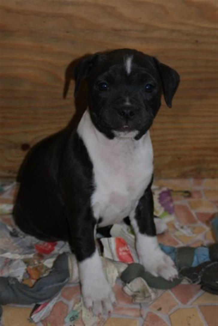 Staffordshire bull terrier Tøsen  - 8 uger billede 8