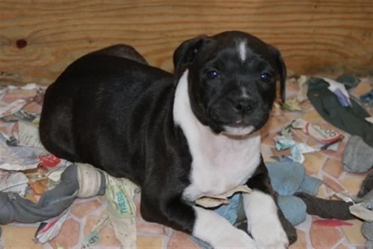Staffordshire bull terrier Tøsen  - 8 uger billede 9