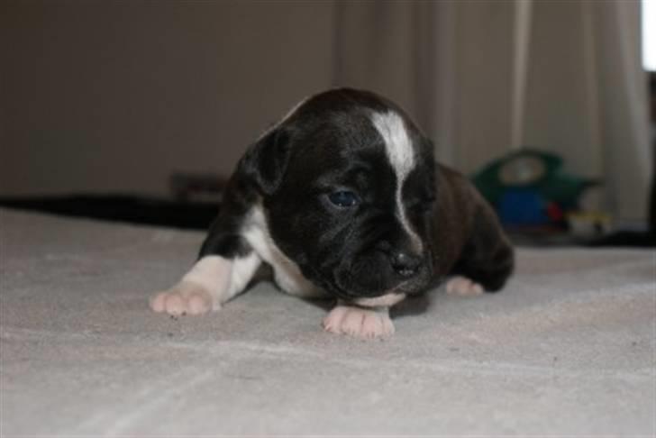 Staffordshire bull terrier Tøsen  - 1 uge billede 10