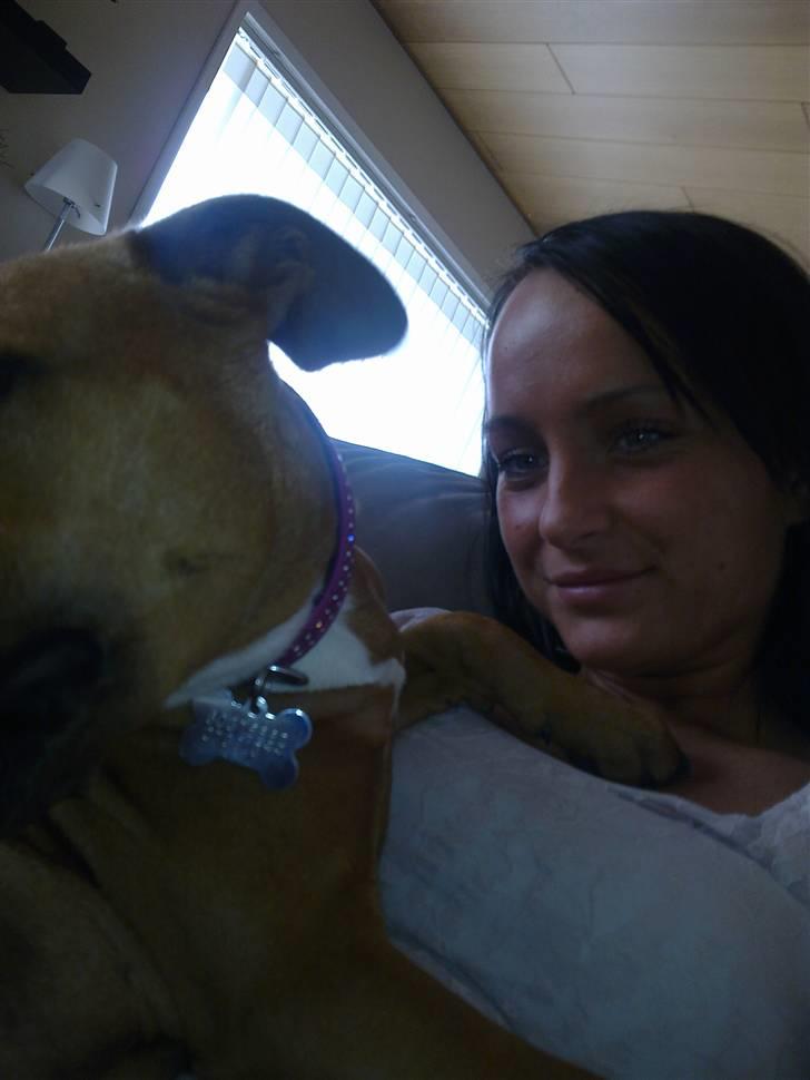 Amerikansk staffordshire terrier Mille billede 13