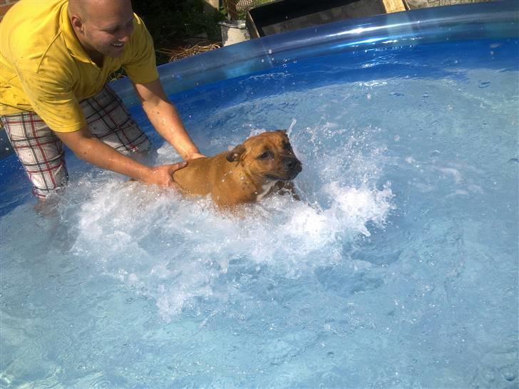 Amerikansk staffordshire terrier Mille billede 14