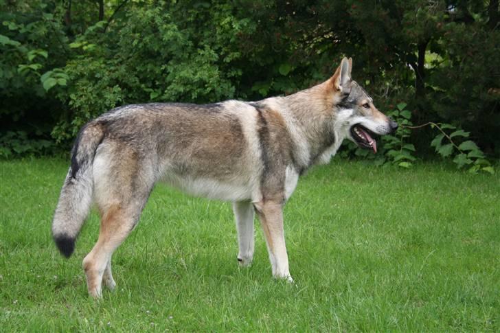 Tjekkoslovakisk ulvehund Cember billede 1