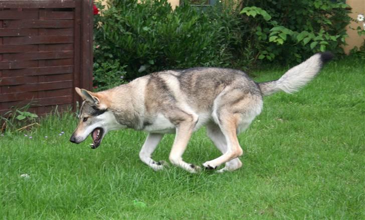 Tjekkoslovakisk ulvehund Cember billede 2
