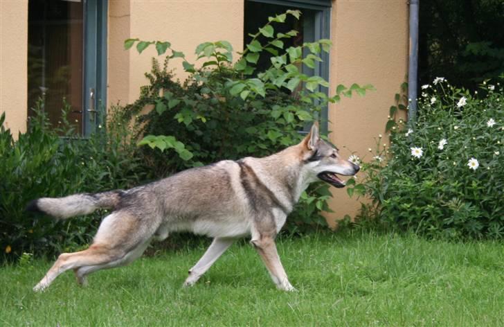 Tjekkoslovakisk ulvehund Cember billede 3