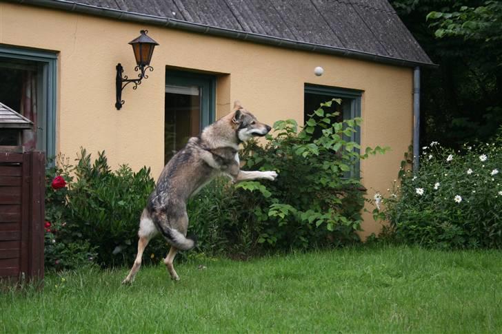 Tjekkoslovakisk ulvehund Cember billede 4