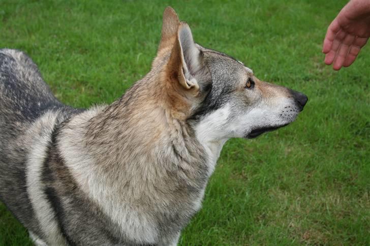 Tjekkoslovakisk ulvehund Cember billede 5