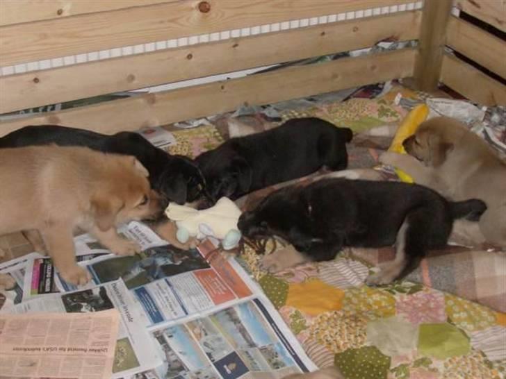 Blanding af racer samanhta billede 9