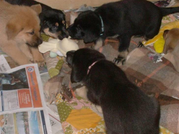 Blanding af racer samanhta - samantha leger med sine søskene billede 10