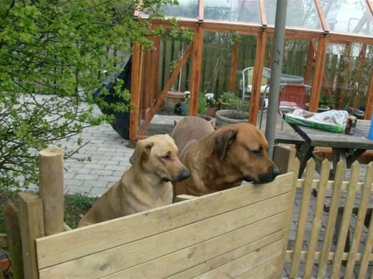 Blanding af racer samanhta - samanthas mor og far  billede 11