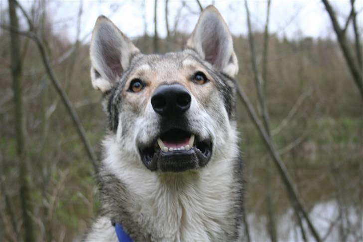 Tjekkoslovakisk ulvehund Cember billede 6