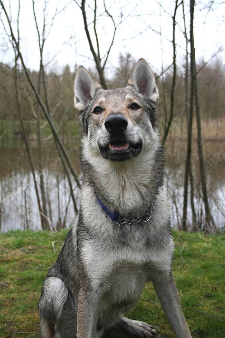 Tjekkoslovakisk ulvehund Cember billede 7