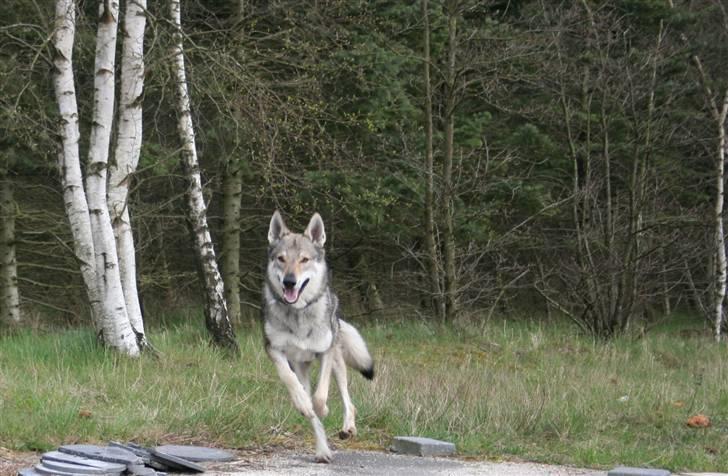 Tjekkoslovakisk ulvehund Cember billede 8