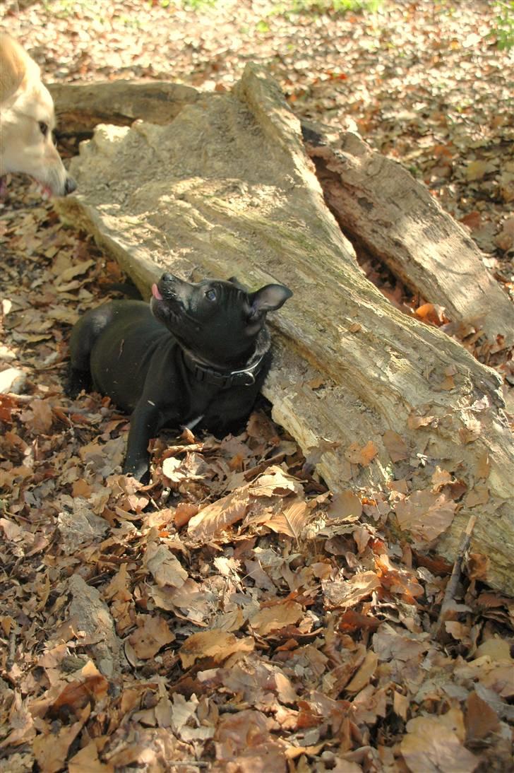 Staffordshire bull terrier Asuki - Baahh!!! billede 20