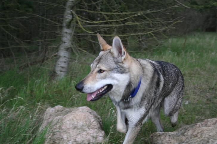 Tjekkoslovakisk ulvehund Cember billede 9
