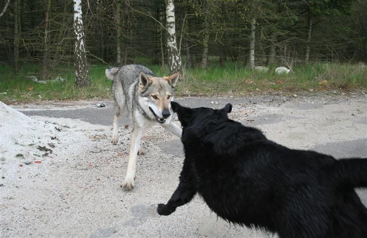 Tjekkoslovakisk ulvehund Cember billede 10