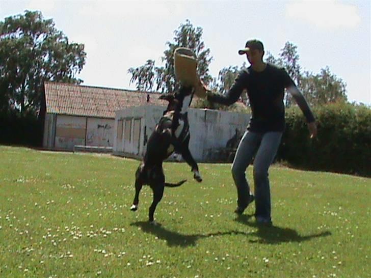 Blanding af racer Santos  R.I.P billede 15