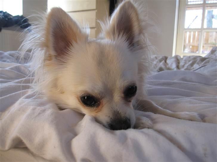 Chihuahua Bailey - Bailey på en fræk dag...=:) billede 1