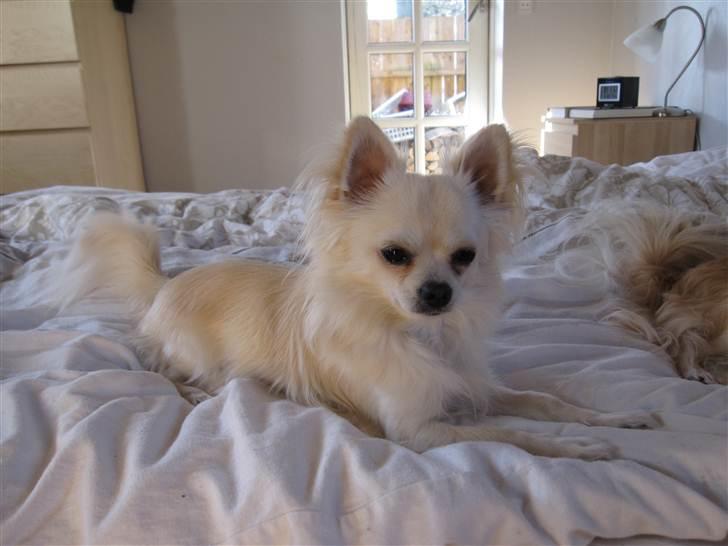 Chihuahua Bailey billede 2