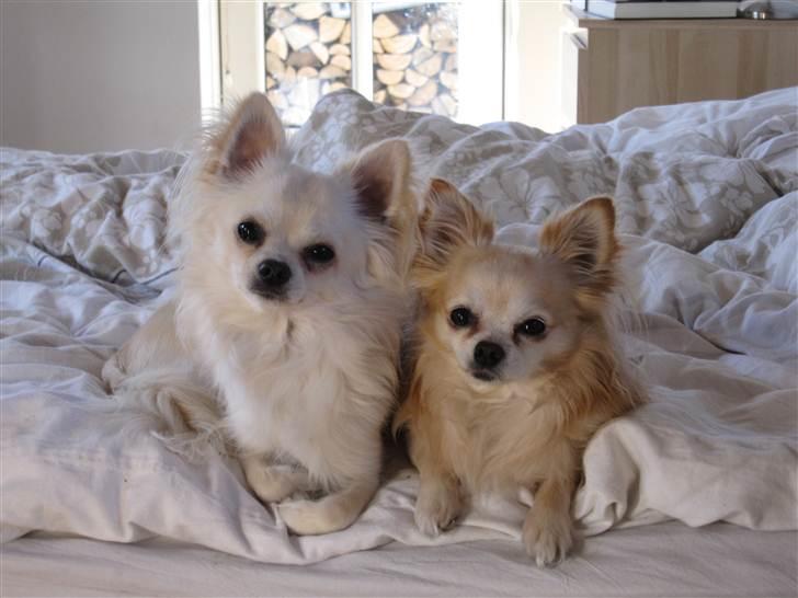 Chihuahua Bailey billede 3