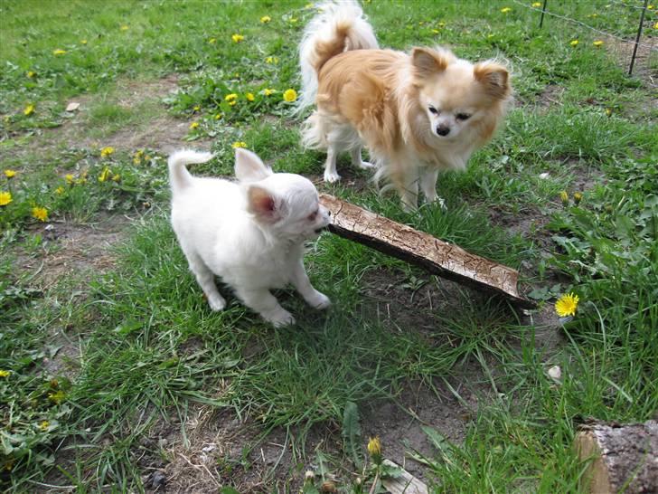 Chihuahua Bailey billede 4