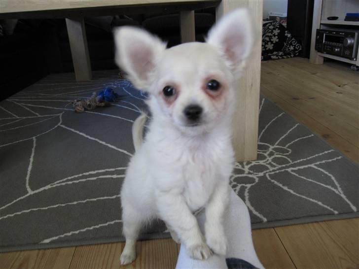 Chihuahua Bailey billede 5