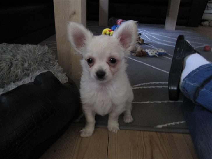 Chihuahua Bailey billede 6