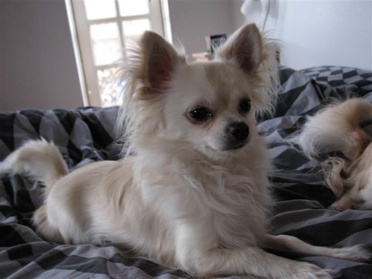 Chihuahua Bailey billede 7