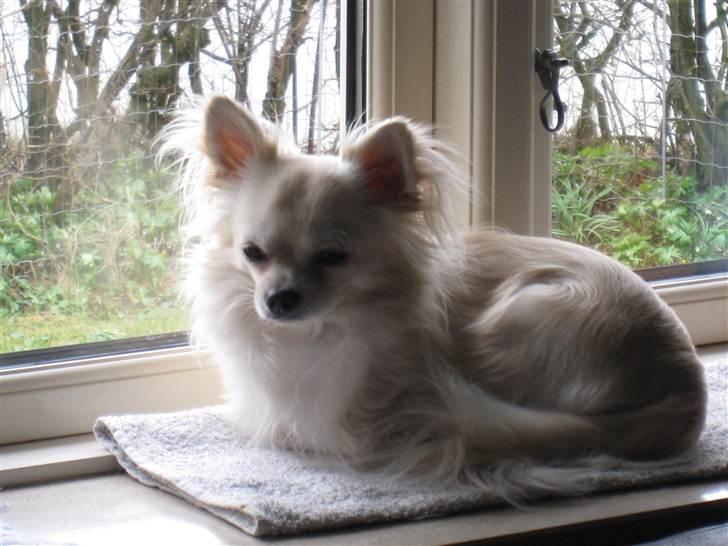 Chihuahua Bailey billede 8