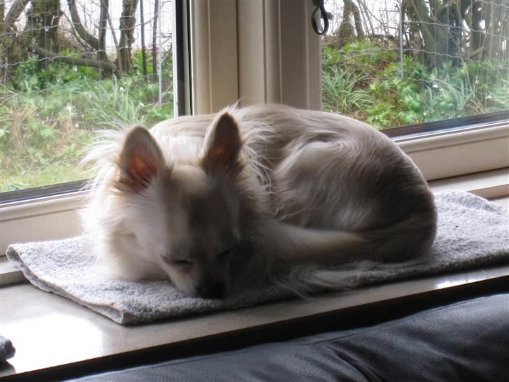 Chihuahua Bailey billede 9