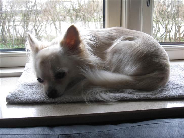 Chihuahua Bailey billede 10