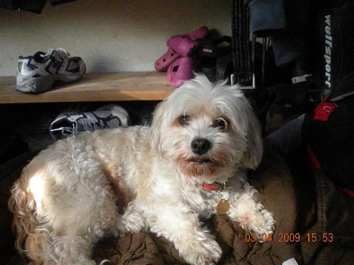 Lhasa apso Trille - Lauras jakke er blød billede 12